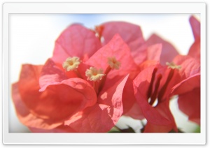 Bougainvillea Flower Ultra HD Wallpaper for 4K UHD Widescreen desktop, tablet & smartphone