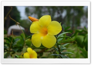Bougaville Ultra HD Wallpaper for 4K UHD Widescreen desktop, tablet & smartphone