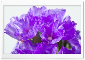 Bouquet of Purple Flowers Ultra HD Wallpaper for 4K UHD Widescreen desktop, tablet & smartphone