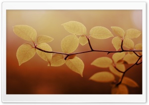 Branch   Brown Ultra HD Wallpaper for 4K UHD Widescreen desktop, tablet & smartphone