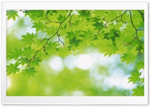Branch With Green Leaves 25 Ultra HD Wallpaper for 4K UHD Widescreen desktop, tablet & smartphone