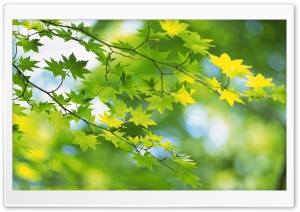 Branch With Green Leaves 29 Ultra HD Wallpaper for 4K UHD Widescreen desktop, tablet & smartphone