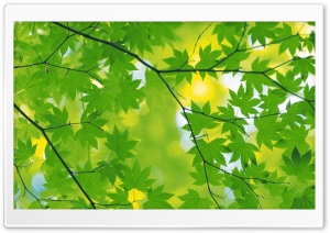 Branch With Green Leaves 7 Ultra HD Wallpaper for 4K UHD Widescreen desktop, tablet & smartphone