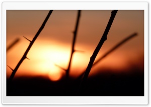 Branch With Sharp Thorns Ultra HD Wallpaper for 4K UHD Widescreen desktop, tablet & smartphone