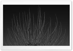 Branches Black And White Ultra HD Wallpaper for 4K UHD Widescreen desktop, tablet & smartphone