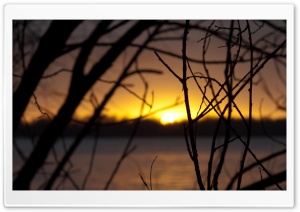 Branches, Dusk Ultra HD Wallpaper for 4K UHD Widescreen desktop, tablet & smartphone