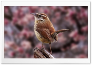 Brave Bird Ultra HD Wallpaper for 4K UHD Widescreen desktop, tablet & smartphone