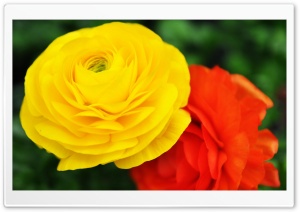 Bright Flowers Ultra HD Wallpaper for 4K UHD Widescreen desktop, tablet & smartphone