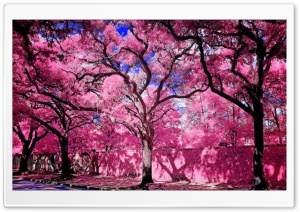 Bright One Ultra HD Wallpaper for 4K UHD Widescreen desktop, tablet & smartphone