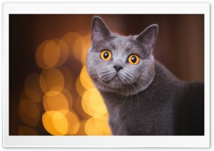 British Shorthair Cat with Golden Eyes Ultra HD Wallpaper for 4K UHD Widescreen desktop, tablet & smartphone