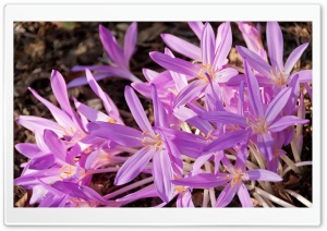 Brooklyn Botanic Garden   Flowers Ultra HD Wallpaper for 4K UHD Widescreen desktop, tablet & smartphone