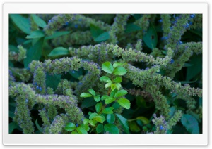 Brooklyn Botanic Garden   Plants Ultra HD Wallpaper for 4K UHD Widescreen desktop, tablet & smartphone
