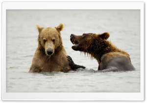 Brown Bears Playing Mcneil River Alaska Ultra HD Wallpaper for 4K UHD Widescreen desktop, tablet & smartphone