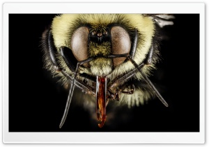Brown-Belted Bumble Bee - Bombus Griseocollis - Macro Photography Ultra HD Wallpaper for 4K UHD Widescreen desktop, tablet & smartphone