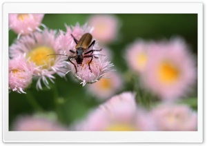 Brown Bug Ultra HD Wallpaper for 4K UHD Widescreen desktop, tablet & smartphone