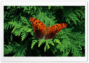 Brown Butterfly Ultra HD Wallpaper for 4K UHD Widescreen desktop, tablet & smartphone