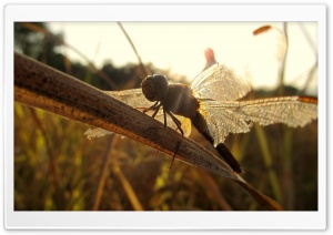 Brown Dragonfly Ultra HD Wallpaper for 4K UHD Widescreen desktop, tablet & smartphone