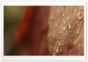 Brown Drops Ultra HD Wallpaper for 4K UHD Widescreen desktop, tablet & smartphone