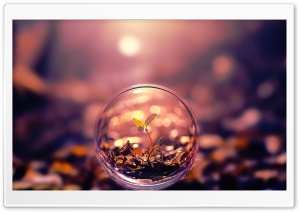 Bubble Tiny Plant Ultra HD Wallpaper for 4K UHD Widescreen desktop, tablet & smartphone