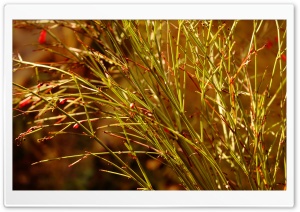 Bulb Flower Stems Ultra HD Wallpaper for 4K UHD Widescreen desktop, tablet & smartphone