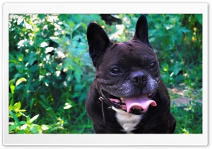 Bulldog Ultra HD Wallpaper for 4K UHD Widescreen desktop, tablet & smartphone