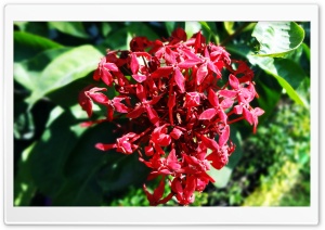 Bunch Of Dark Red Flowers Ultra HD Wallpaper for 4K UHD Widescreen desktop, tablet & smartphone