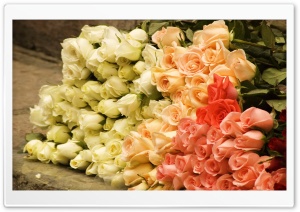 Bunch Of Roses Ultra HD Wallpaper for 4K UHD Widescreen desktop, tablet & smartphone