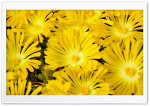 Bunch of Yellow Flowers Ultra HD Wallpaper for 4K UHD Widescreen desktop, tablet & smartphone