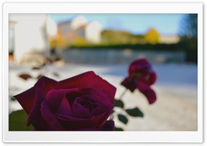 Burgundy Roses Ultra HD Wallpaper for 4K UHD Widescreen desktop, tablet & smartphone