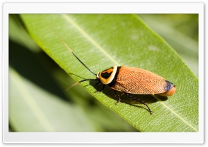 Bush Cockroach Ultra HD Wallpaper for 4K UHD Widescreen desktop, tablet & smartphone