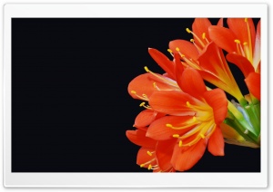 Bush Lily Ultra HD Wallpaper for 4K UHD Widescreen desktop, tablet & smartphone