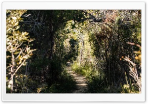 Bushwalking Ultra HD Wallpaper for 4K UHD Widescreen desktop, tablet & smartphone