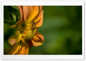 Busy Bee Ultra HD Wallpaper for 4K UHD Widescreen desktop, tablet & smartphone