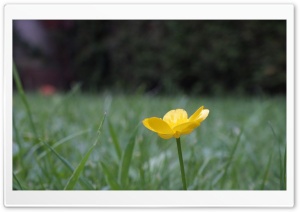 Buttercup Flower Ultra HD Wallpaper for 4K UHD Widescreen desktop, tablet & smartphone