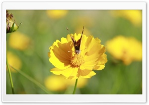 Butterfly 001 Ultra HD Wallpaper for 4K UHD Widescreen desktop, tablet & smartphone