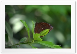 butterfly_01 Ultra HD Wallpaper for 4K UHD Widescreen desktop, tablet & smartphone