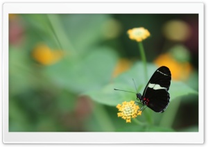 Butterfly 02 Ultra HD Wallpaper for 4K UHD Widescreen desktop, tablet & smartphone
