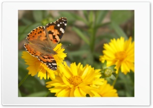 butterfly Ultra HD Wallpaper for 4K UHD Widescreen desktop, tablet & smartphone