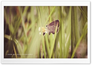 Butterfly-2 Ultra HD Wallpaper for 4K UHD Widescreen desktop, tablet & smartphone