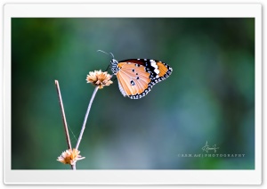 Butterfly-3 Ultra HD Wallpaper for 4K UHD Widescreen desktop, tablet & smartphone