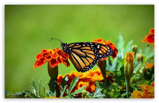 Butterfly Ultra HD Desktop Background Wallpaper for 4K UHD TV : Widescreen  & UltraWide Desktop & Laptop : Tablet : Smartphone