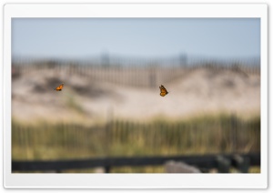 Butterfly Duet Ultra HD Wallpaper for 4K UHD Widescreen desktop, tablet & smartphone
