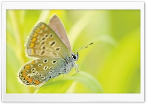 Butterfly, Grass Ultra HD Wallpaper for 4K UHD Widescreen desktop, tablet & smartphone