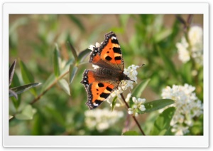 Butterfly in the Summer Ultra HD Wallpaper for 4K UHD Widescreen desktop, tablet & smartphone