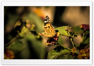 Butterfly Kelebek Ultra HD Wallpaper for 4K UHD Widescreen desktop, tablet & smartphone