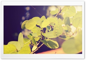 Butterfly Leaves Ultra HD Wallpaper for 4K UHD Widescreen desktop, tablet & smartphone