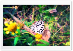 Butterfly Macro Bangladesh Ultra HD Wallpaper for 4K UHD Widescreen desktop, tablet & smartphone