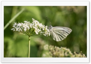 Butterfly on Flower Ultra HD Wallpaper for 4K UHD Widescreen desktop, tablet & smartphone