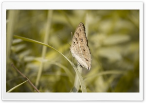 Butterfly Pale Grass Green Ultra HD Wallpaper for 4K UHD Widescreen desktop, tablet & smartphone