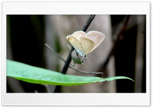butterfly Photography Ultra HD Wallpaper for 4K UHD Widescreen desktop, tablet & smartphone